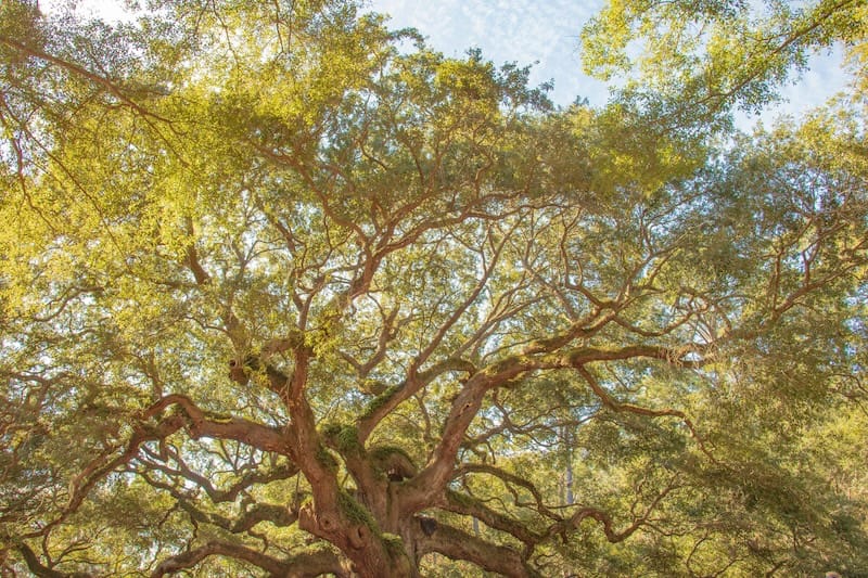 Grow like Trees: An Organic Approach to Societal Regrowth